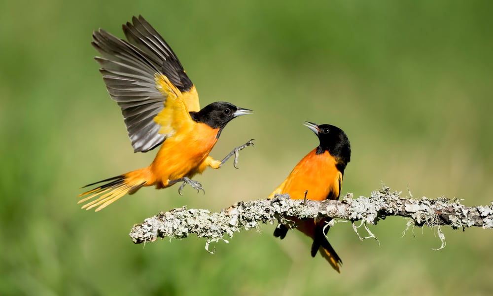 What Do Orioles Eat In The Wild (Diet & Facts)