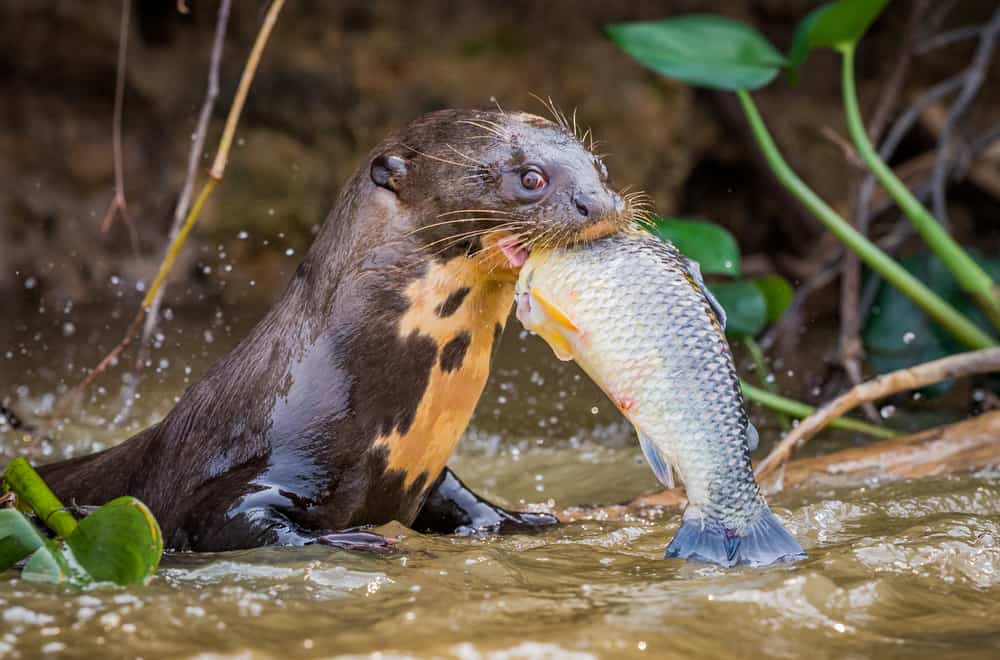 What Do Otters Eat In The Wild
