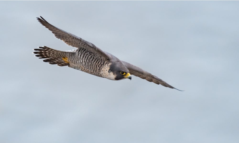 What Do Peregrine Falcons Eat In The Wild (Diet & Facts)