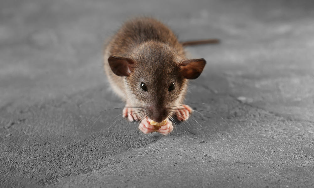 What Do Pet Mice Eat (Diet, Care & Feeding Tips)