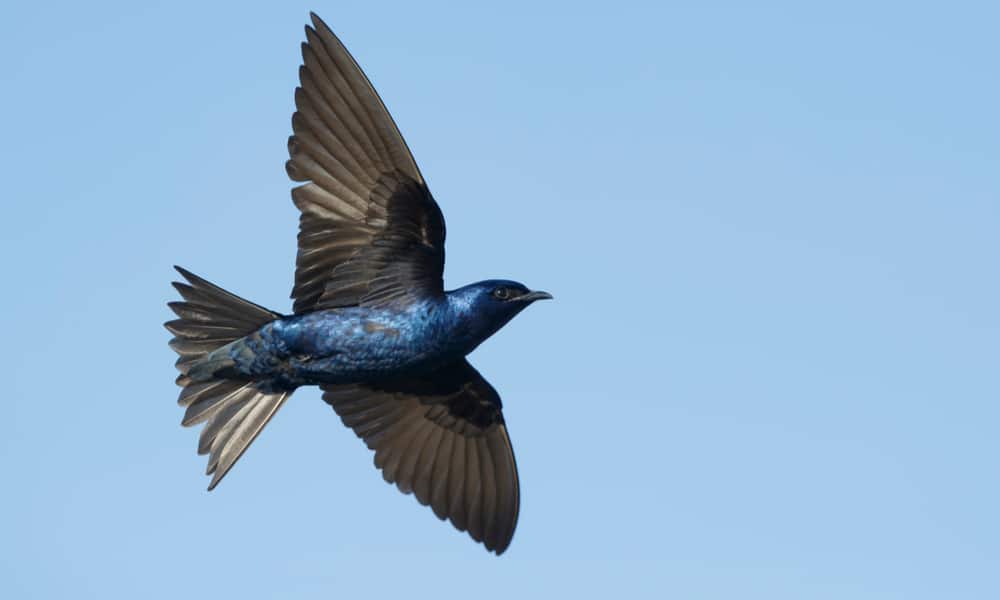 What Do Purple Martins Eat In The Wild (Diet & Facts)