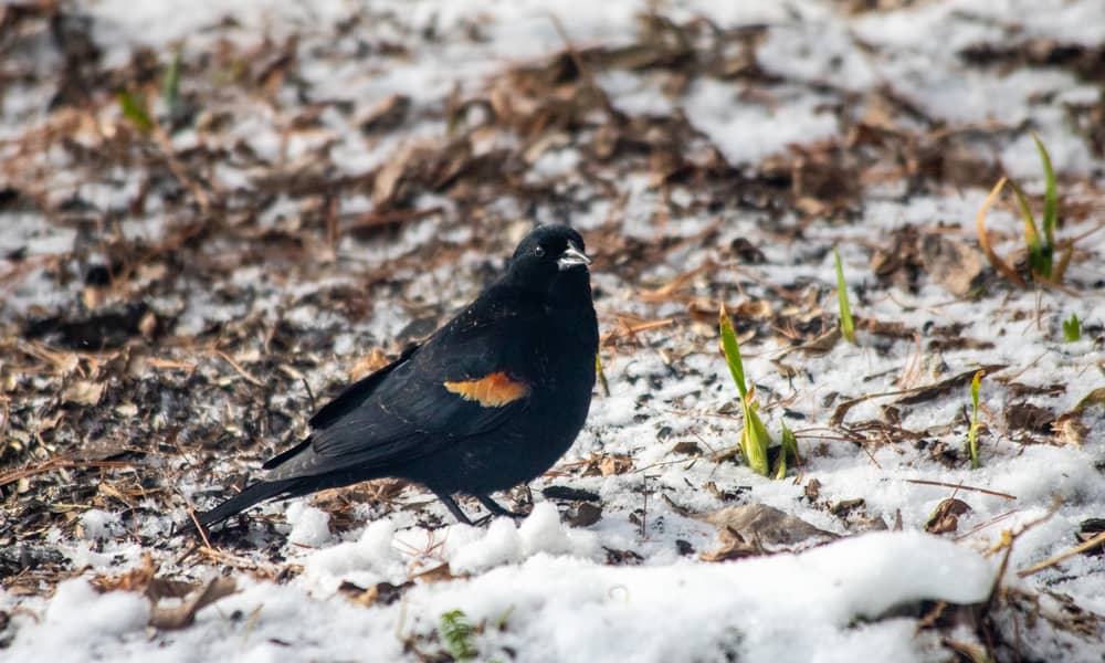 What Do Red-Winged Blackbird Eat In The Wild (Diet & Facts)