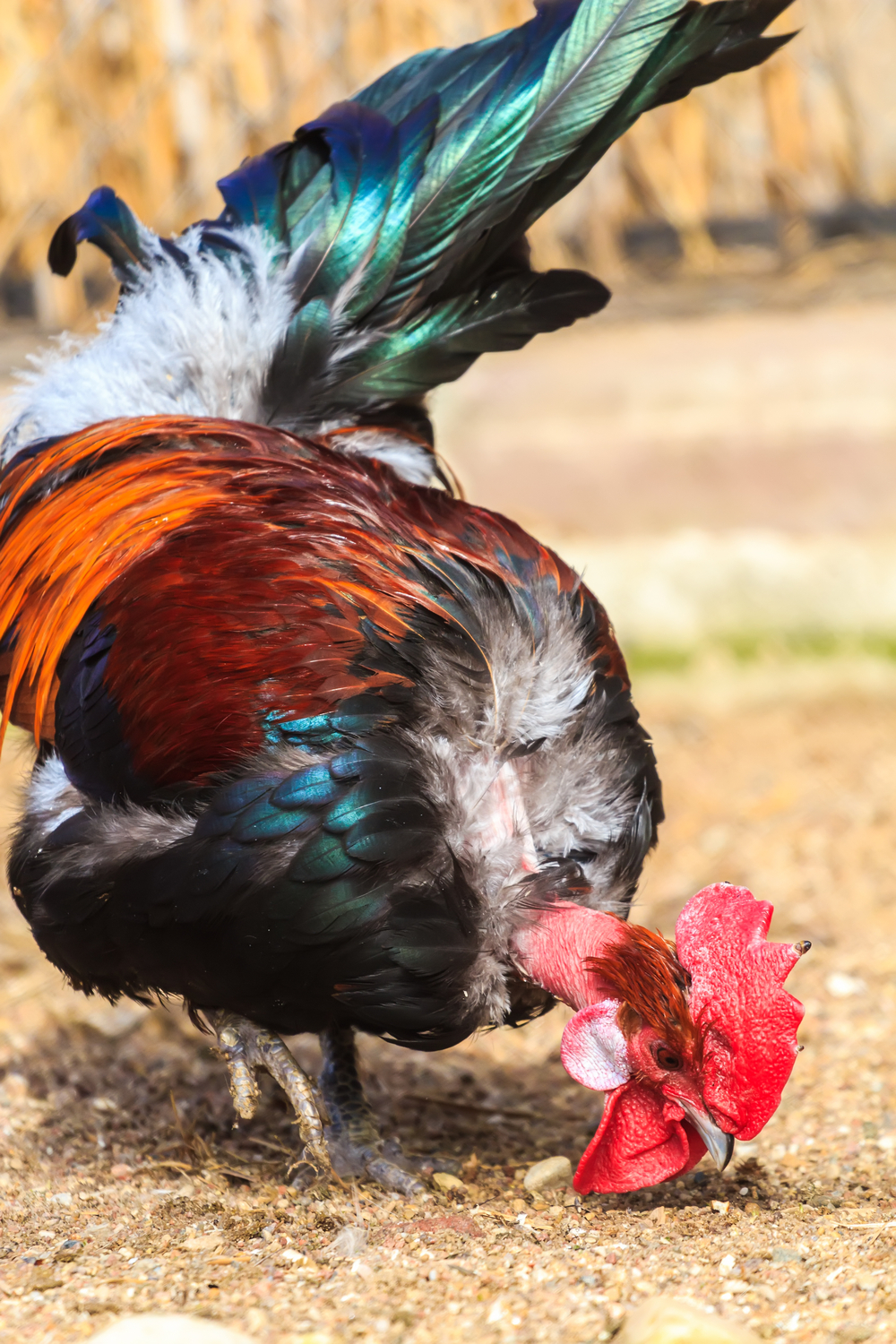 What Do Roosters Like to Eat Most