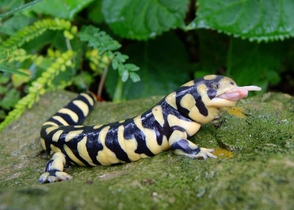 What Do Salamanders Eat