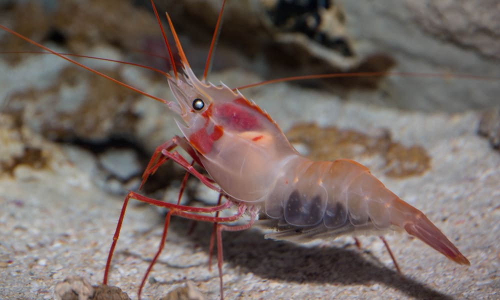 What Do Shrimps Eat In The Wild (Diet & Facts)