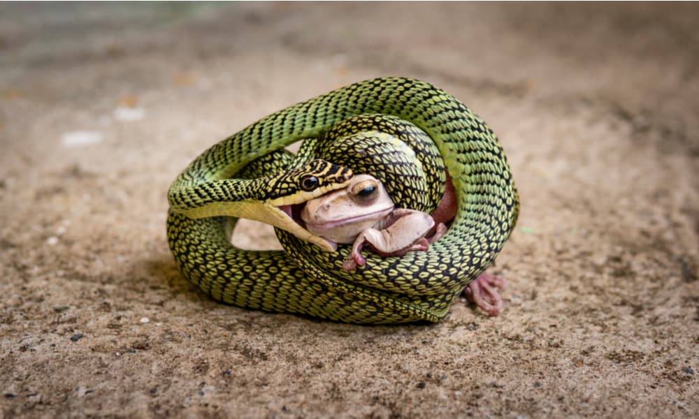 What Do Snakes Eat (Diet, Care & Feeding Tips)