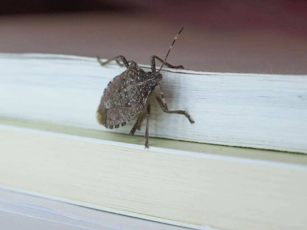 What Do Stink Bugs Eat