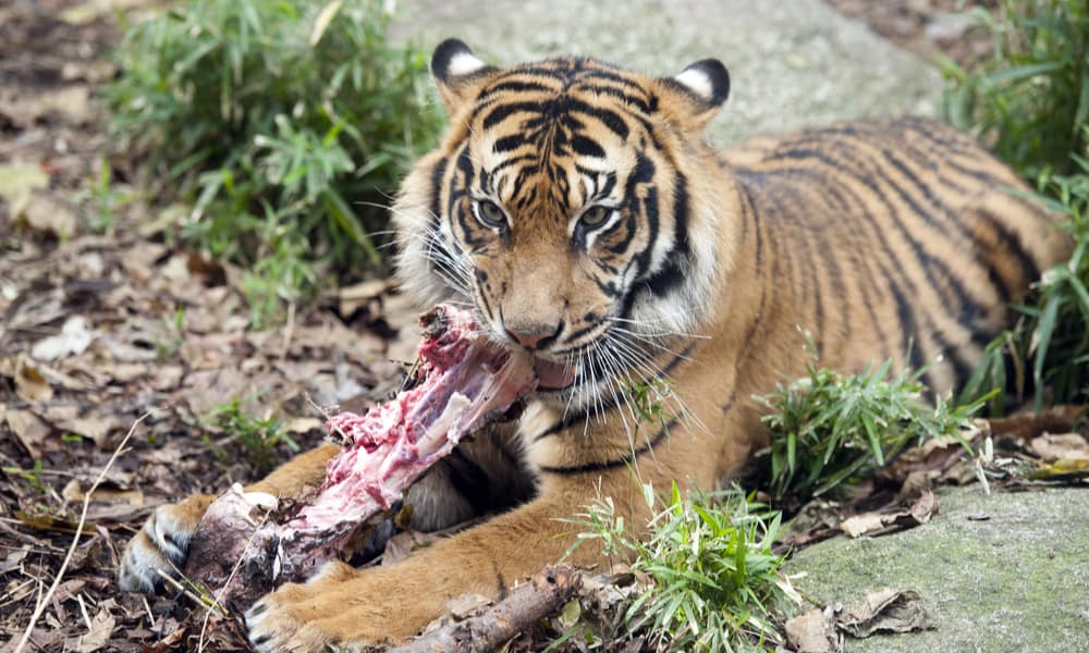 What Do Tigers Eat In The Wild (Diet & Facts)