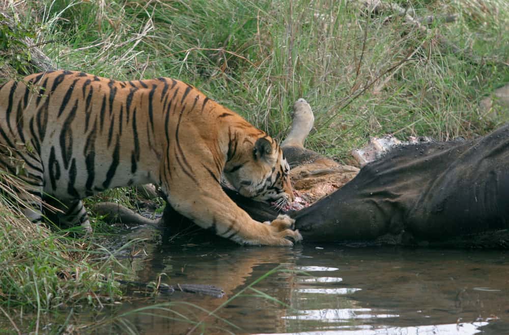 What Do Tigers Eat in the Wild