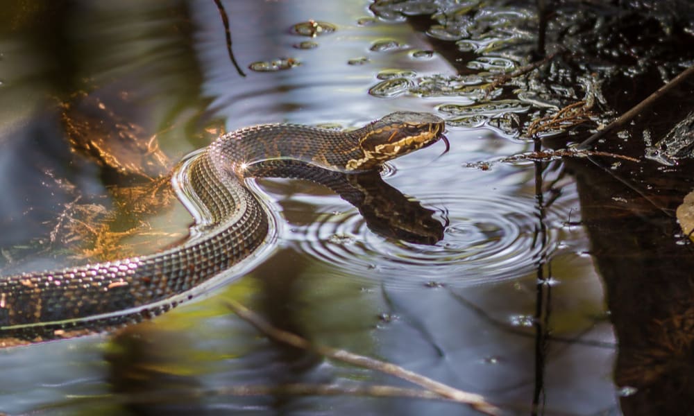 What Do Water Moccasins Eat In The Wild (Diet & Facts)