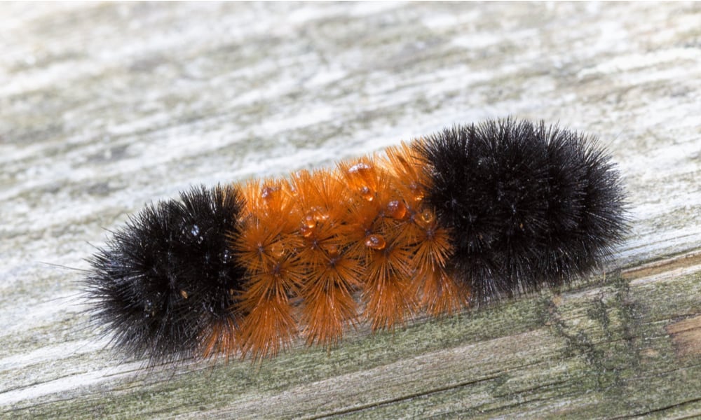 What Do Wooly Worms Eat (Diet & Facts)