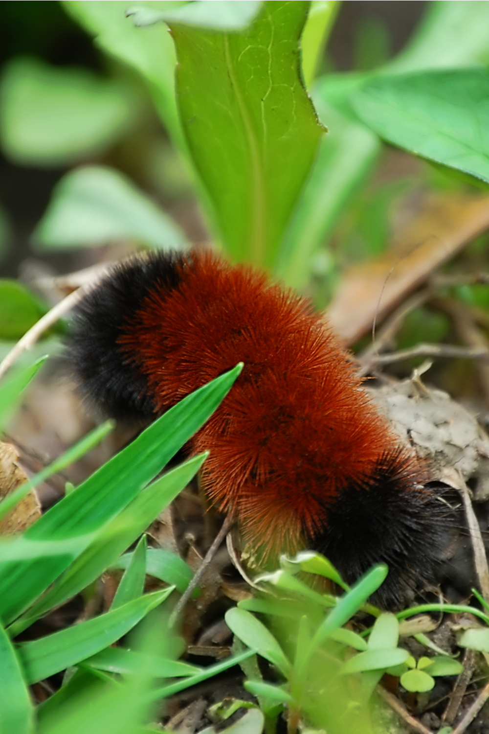 What Do Wooly Worms Eat in the Wild