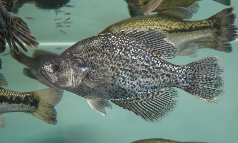 What Does Crappie Eat In The Wild (Diet & Facts)