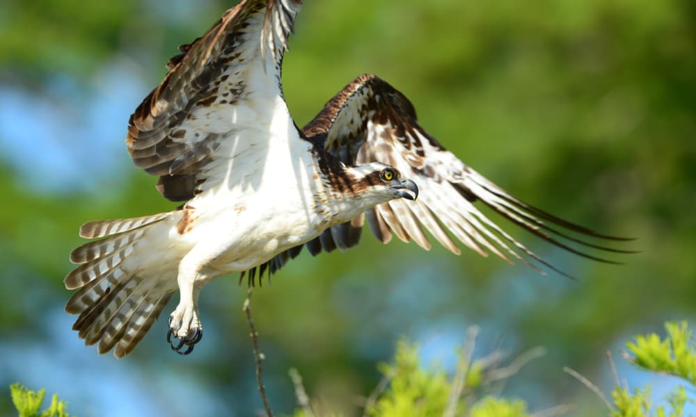 What Does Osprey Eat In The Wild (Diet & Facts)