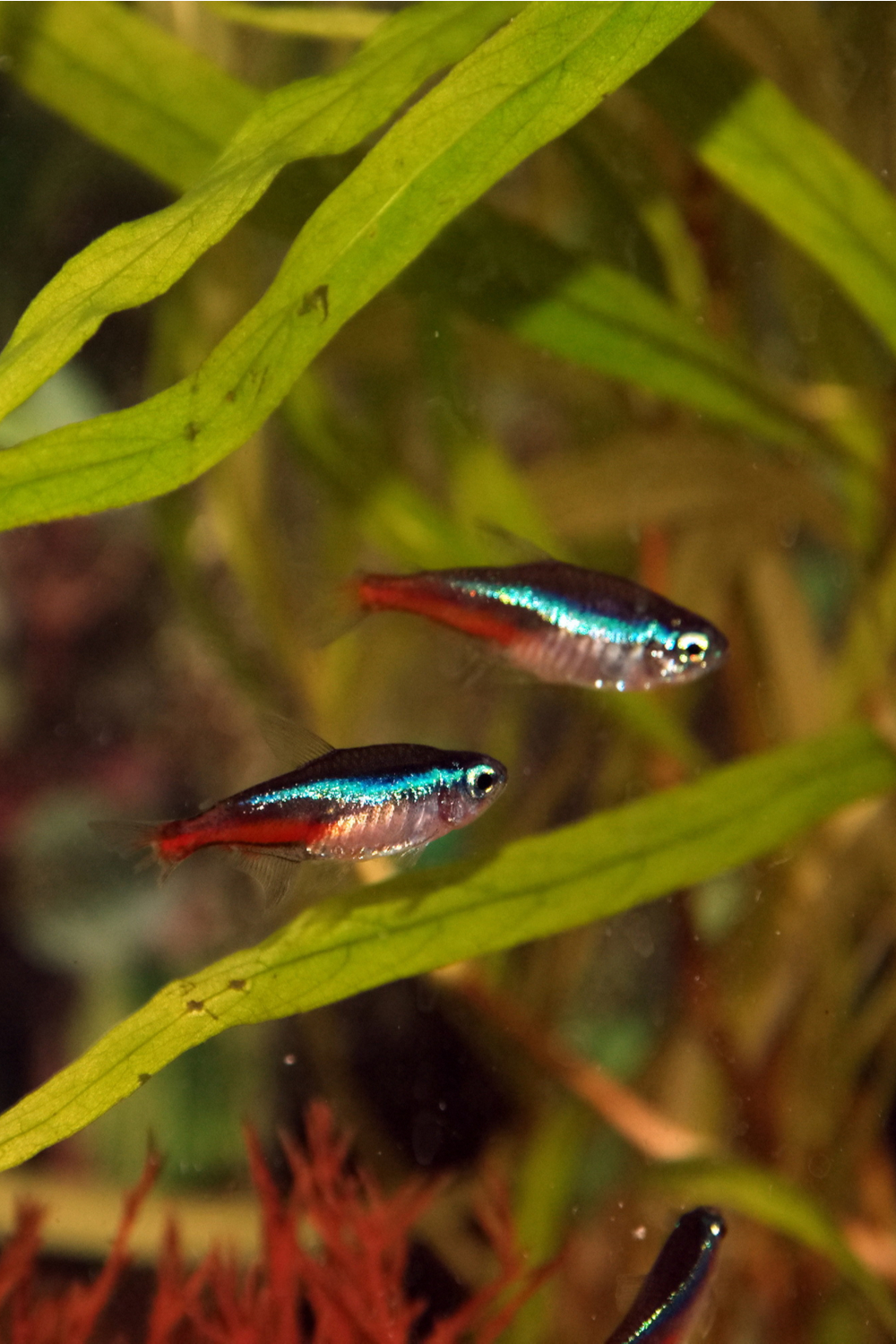 What do Neon Tetras Eat in the Wild
