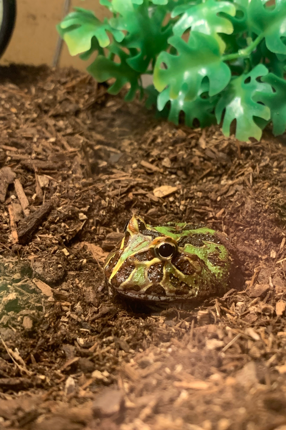 What do Pacman frogs as a pet