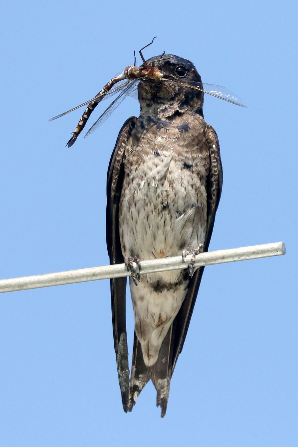 What do Purple Martins Eat in the Wild