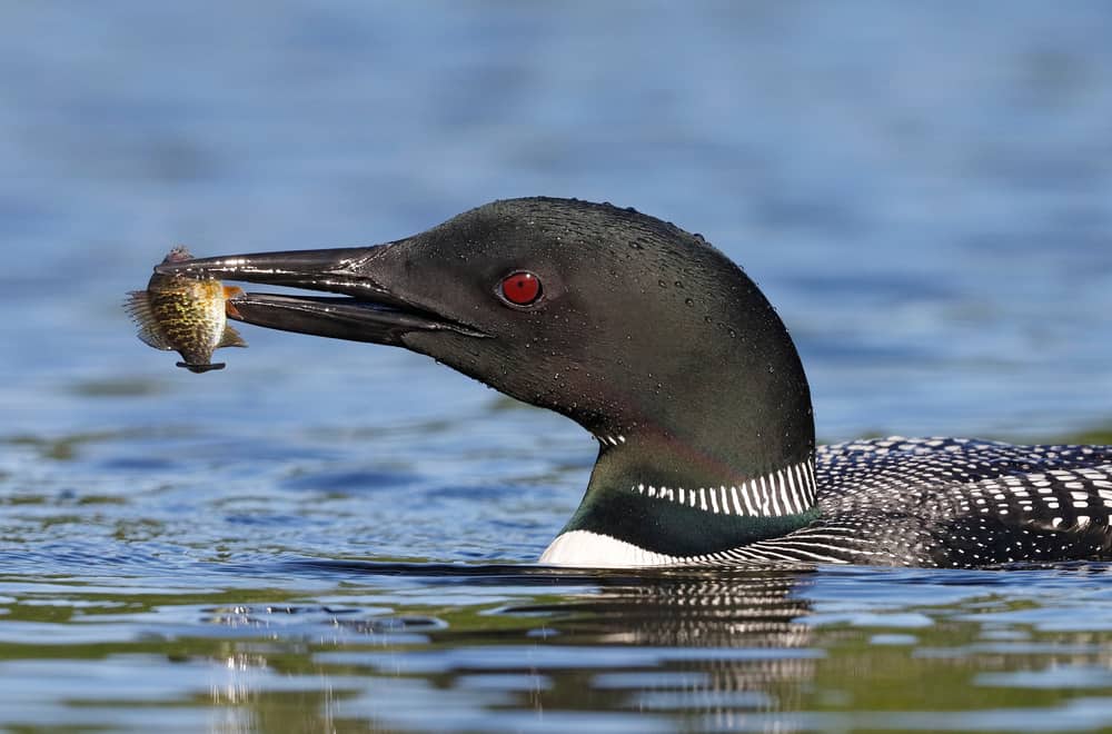 What do loons eat in the wild