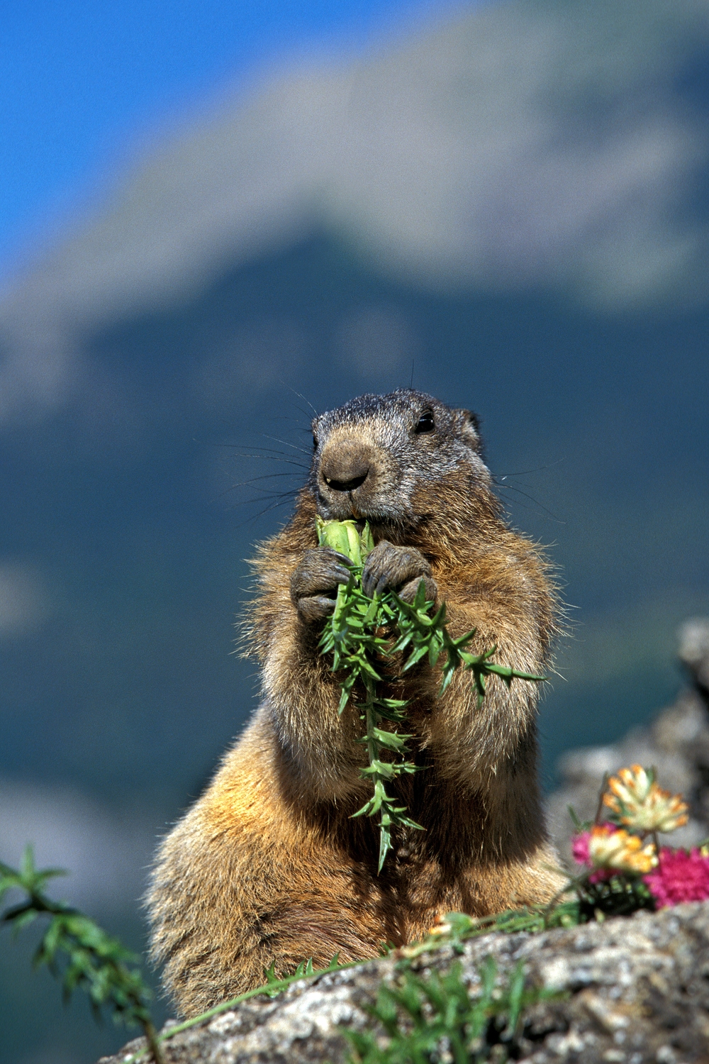 What do marmots eat in the wild