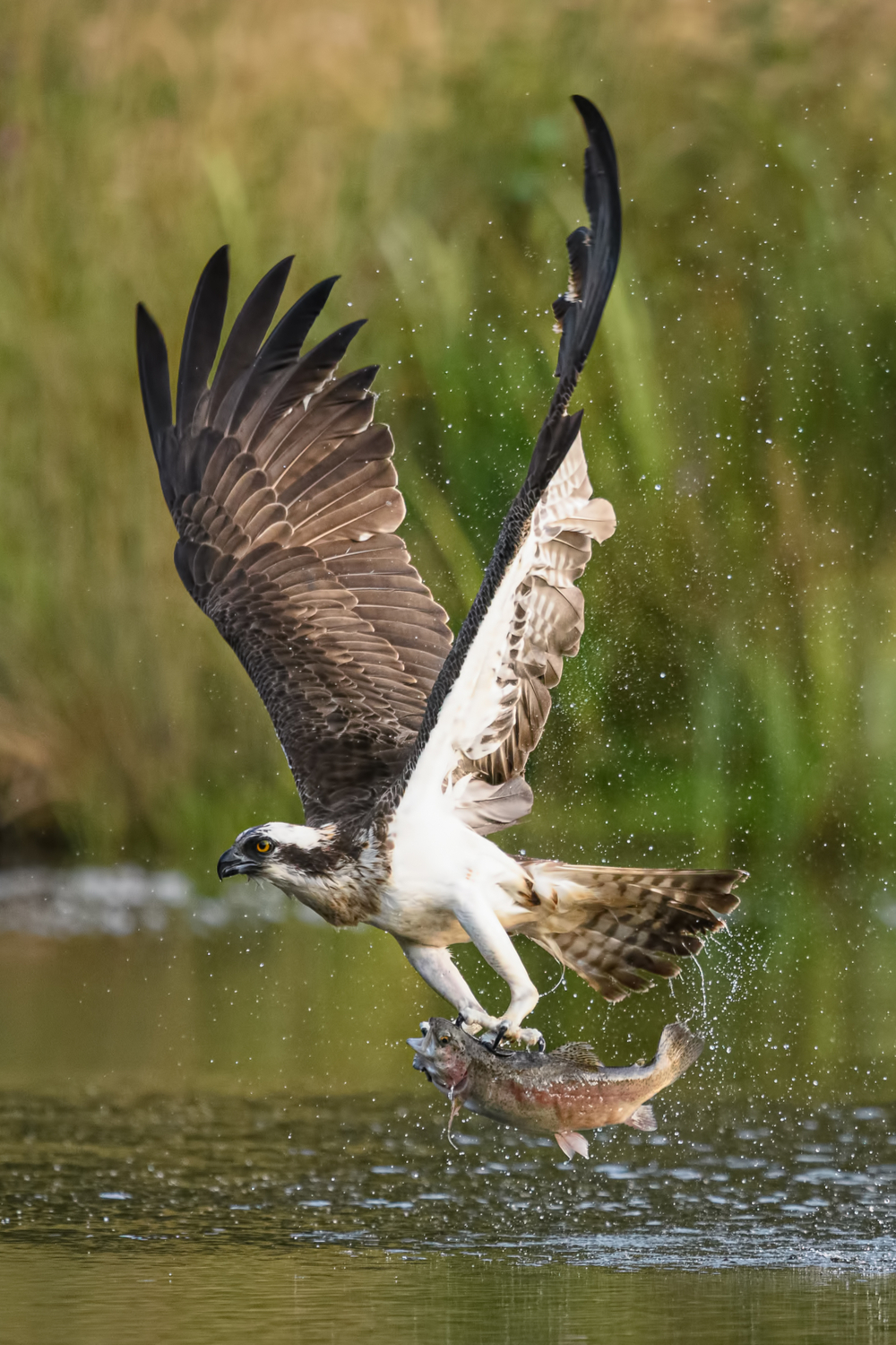 What do ospreys eat in the wild