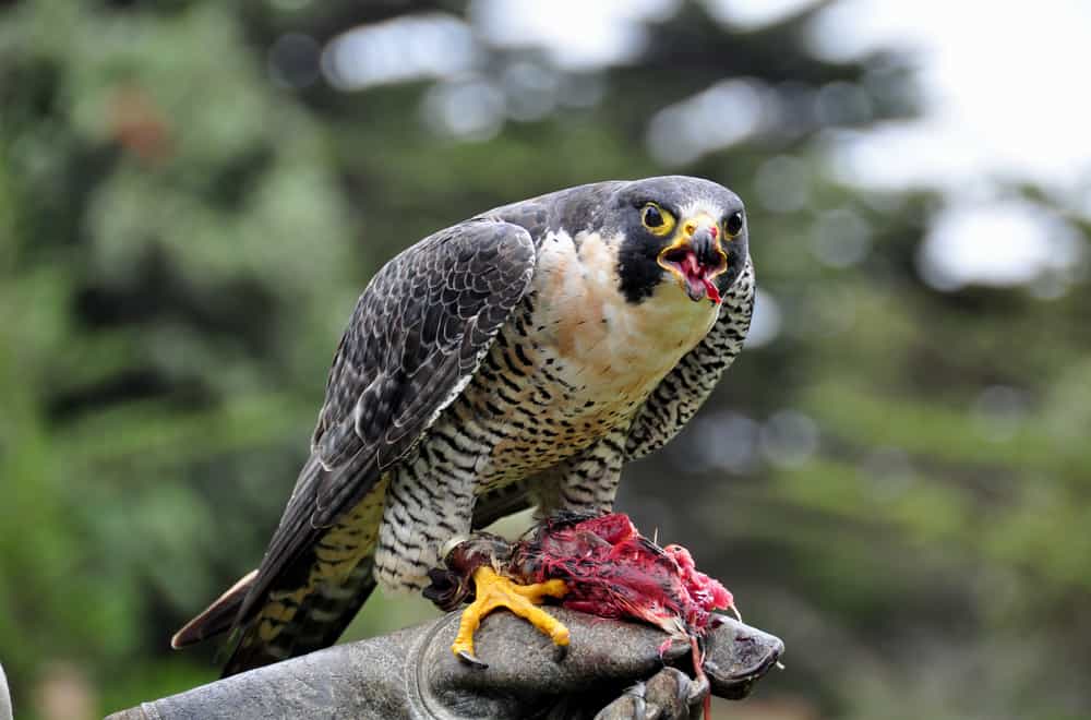 What do peregrine falcons eat in the wild