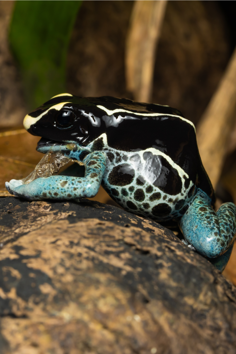 What do poison dart frogs eat in the wild