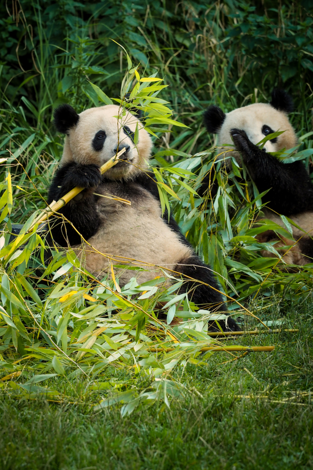What exactly do pandas eat