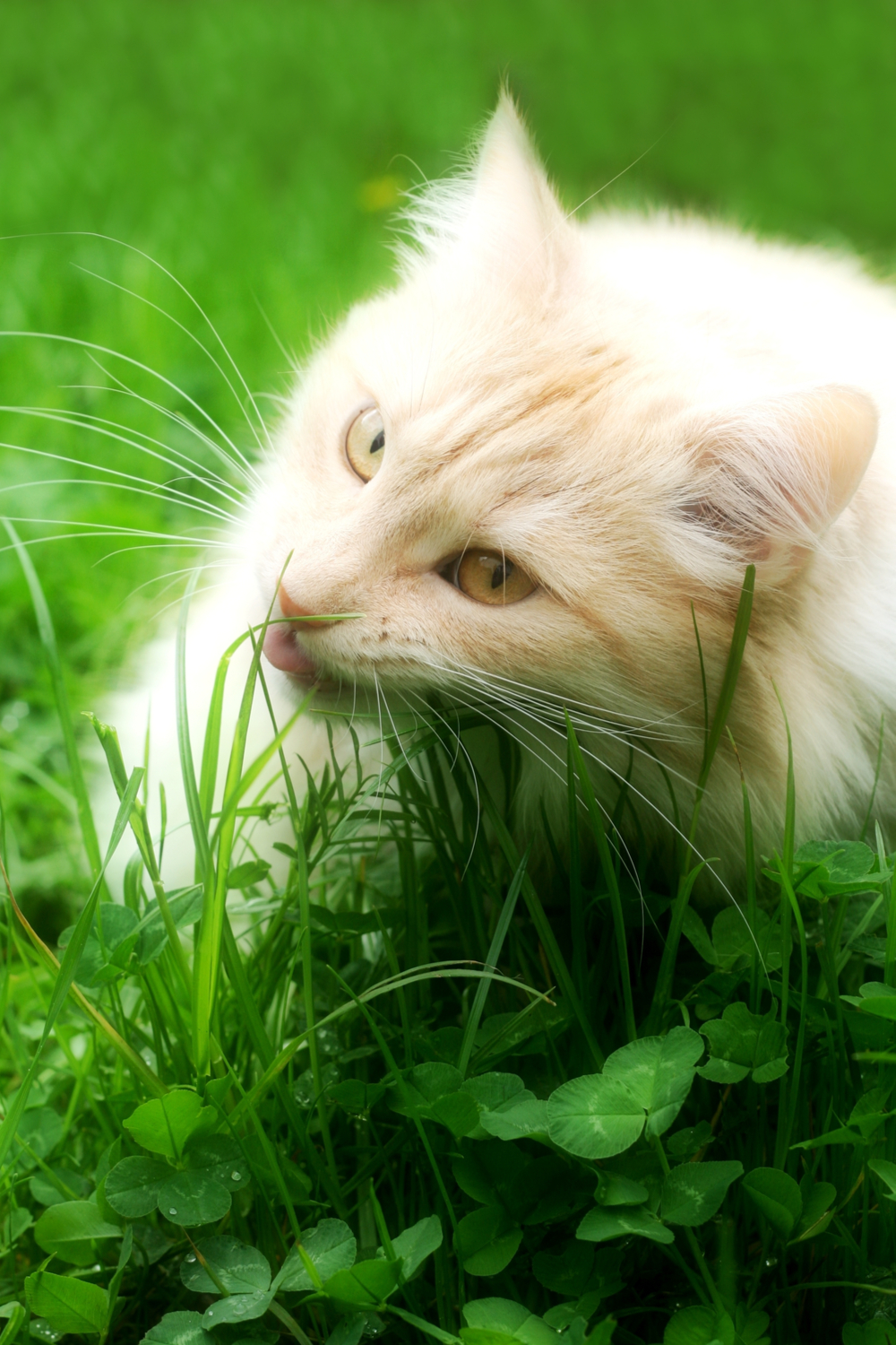 What should you do if your cat eats grass