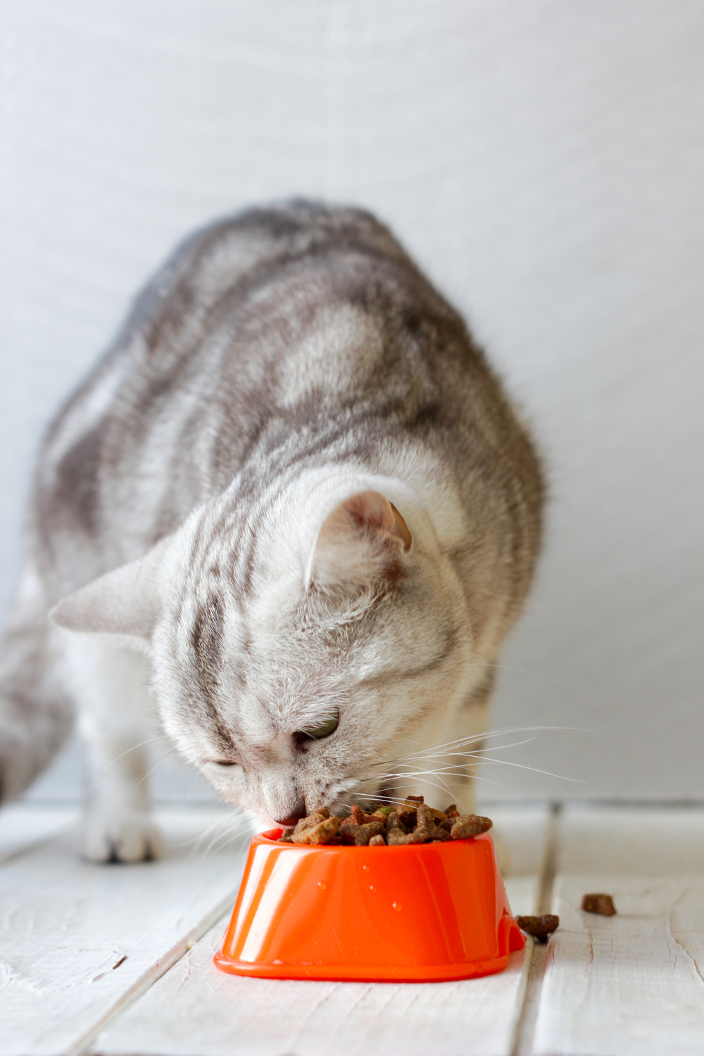 What to do if your cat eats plastic