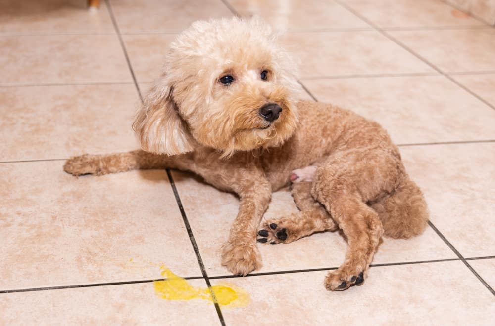 What to do when your dog eats vomit