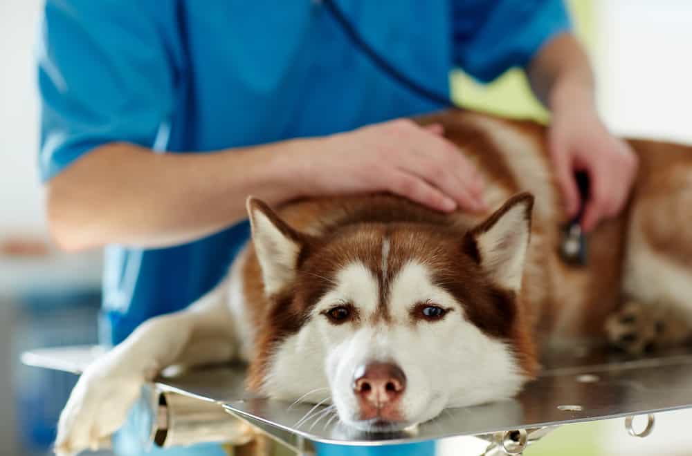 When Should You Be Worried About Your Dog Not Eating