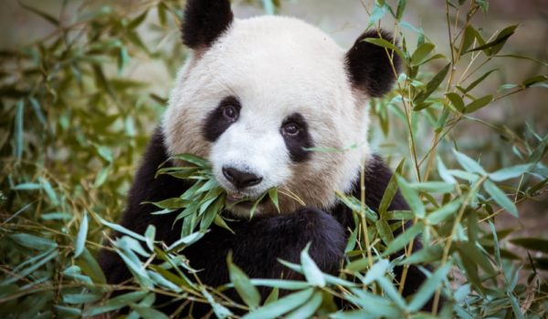 Why Do Pandas Eat Bamboo If They are Carnivores