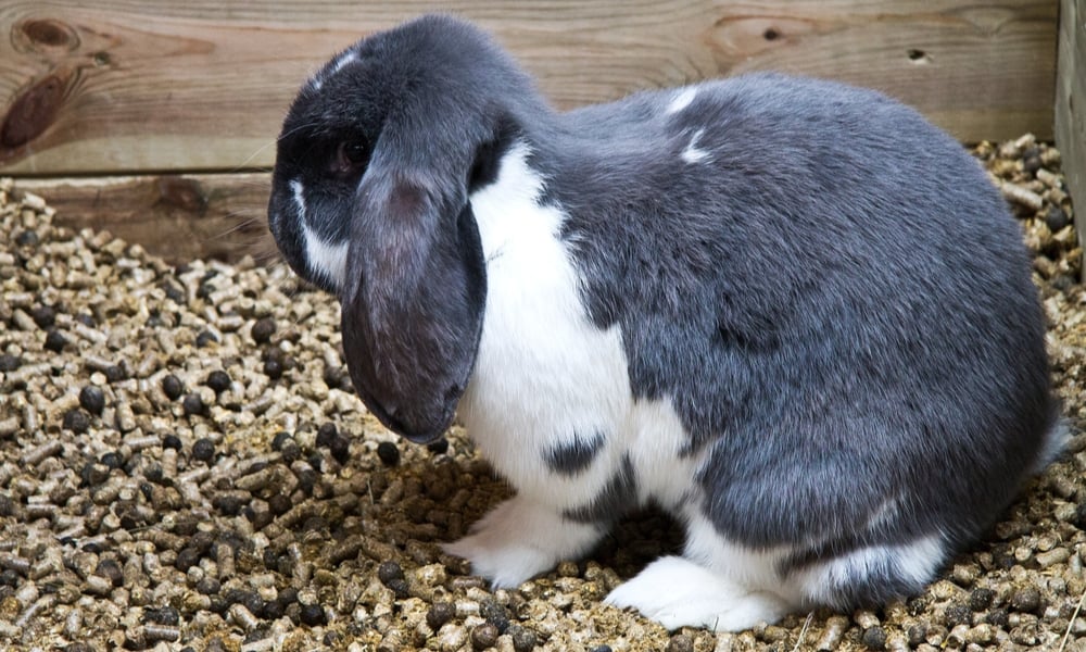 Why Do Rabbits Eat Their Poop Should You Stop Rabbit Coprophagy