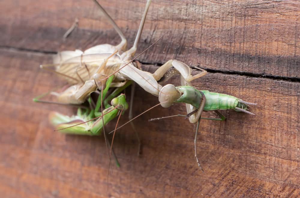 Why Does Female Praying Mantis Eat The Male