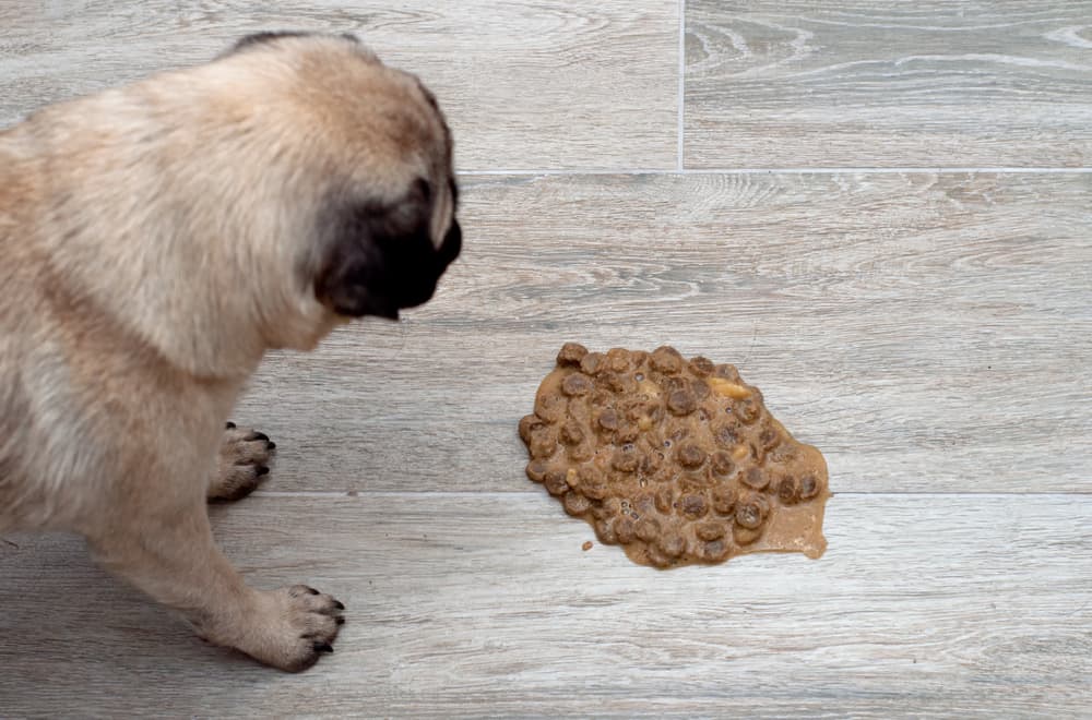 Why Dogs Eat Their Own Vomit