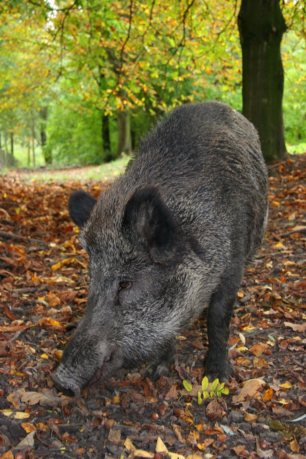 Wild Boars Habits and biology