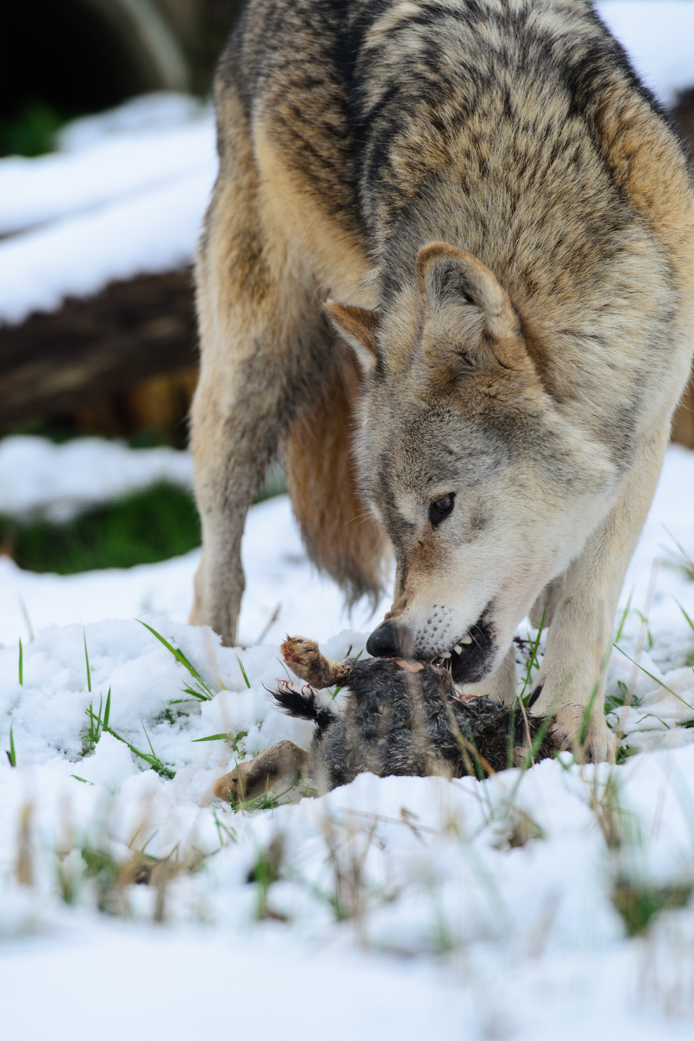 Wolf Habits and Biology