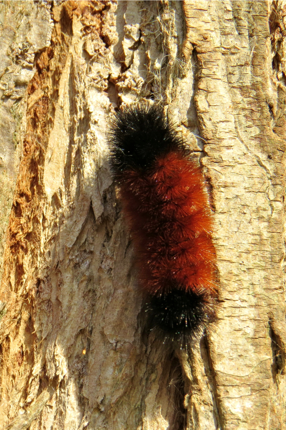 Wooly Worm Habits and Biology