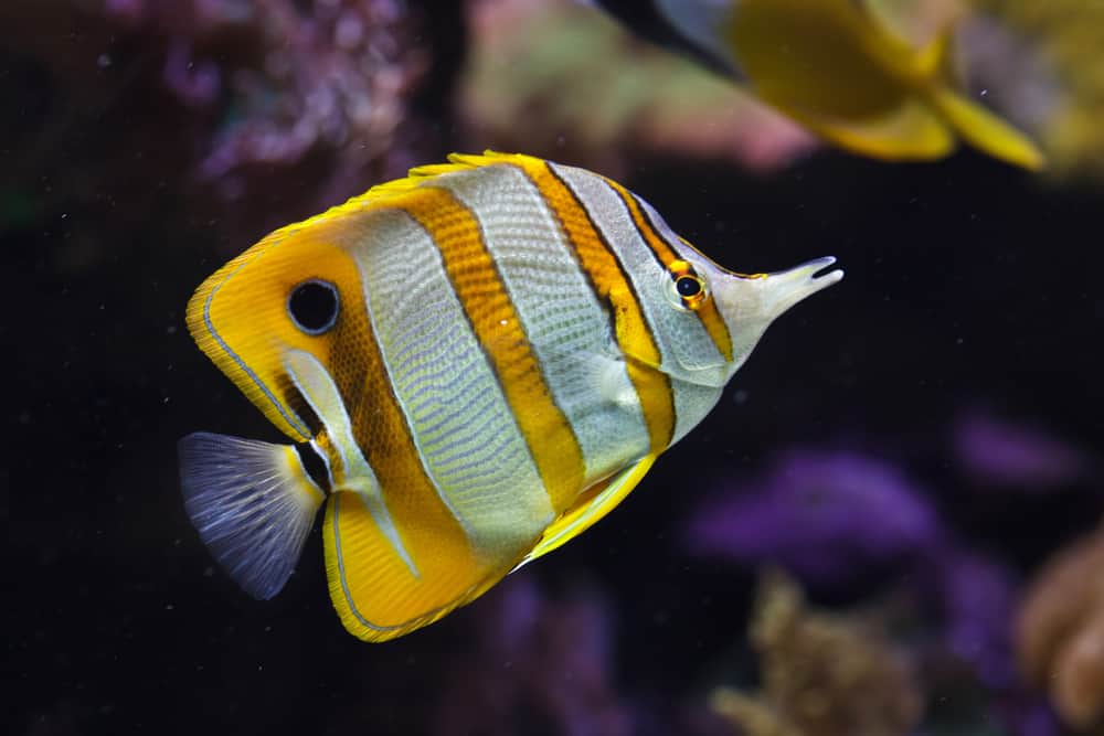 What do butterfly fish eat in the wild?