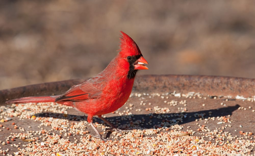cardinals birds food