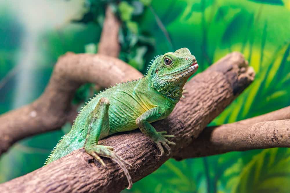 what does chinese water dragons eat