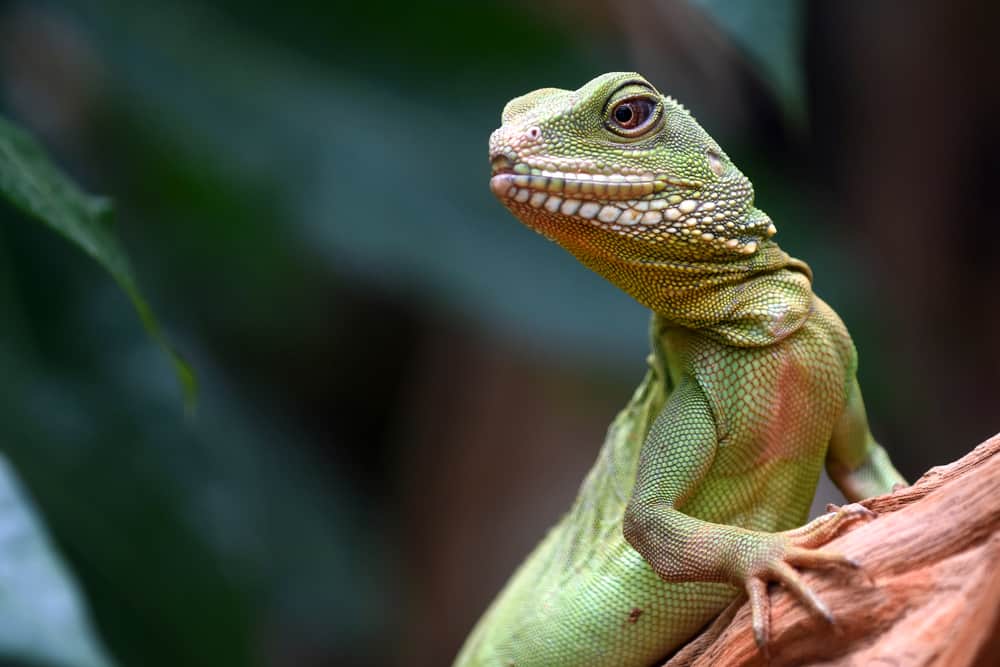 chinese water dragons diet
