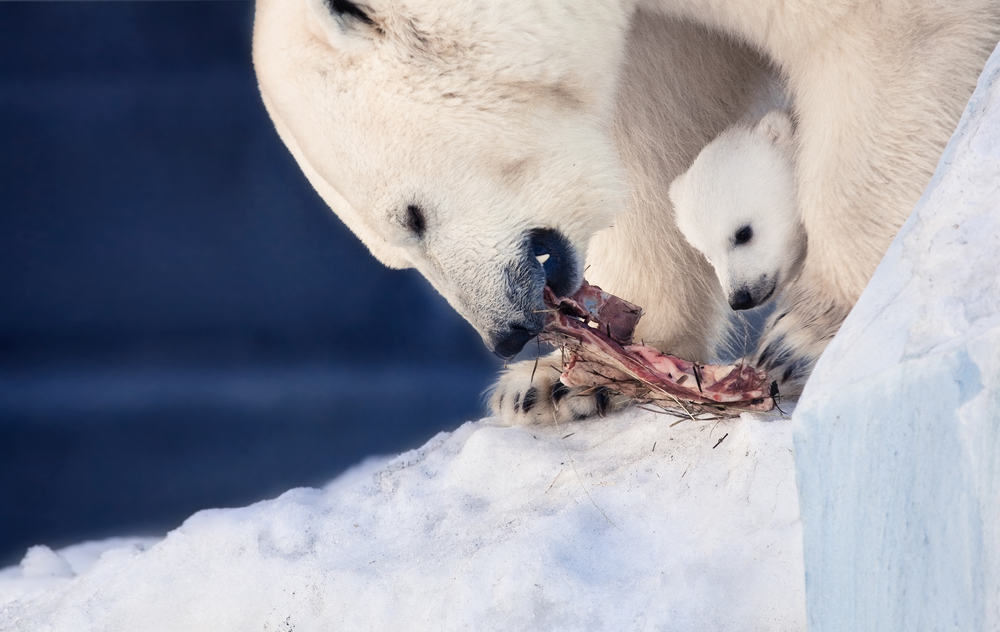 what do Polar Bears eat
