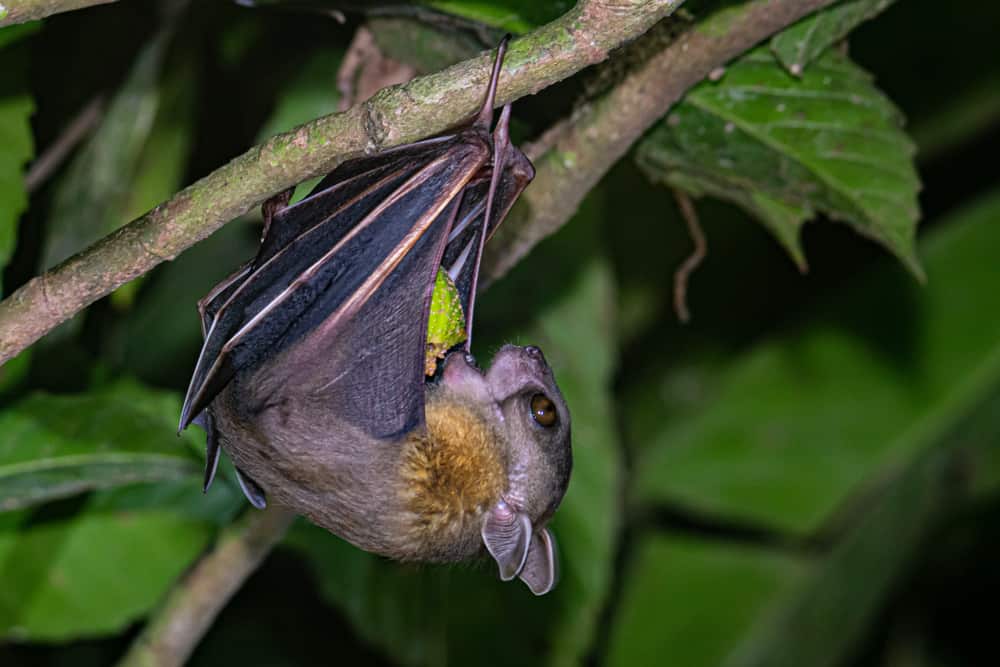 what do bats like to eat