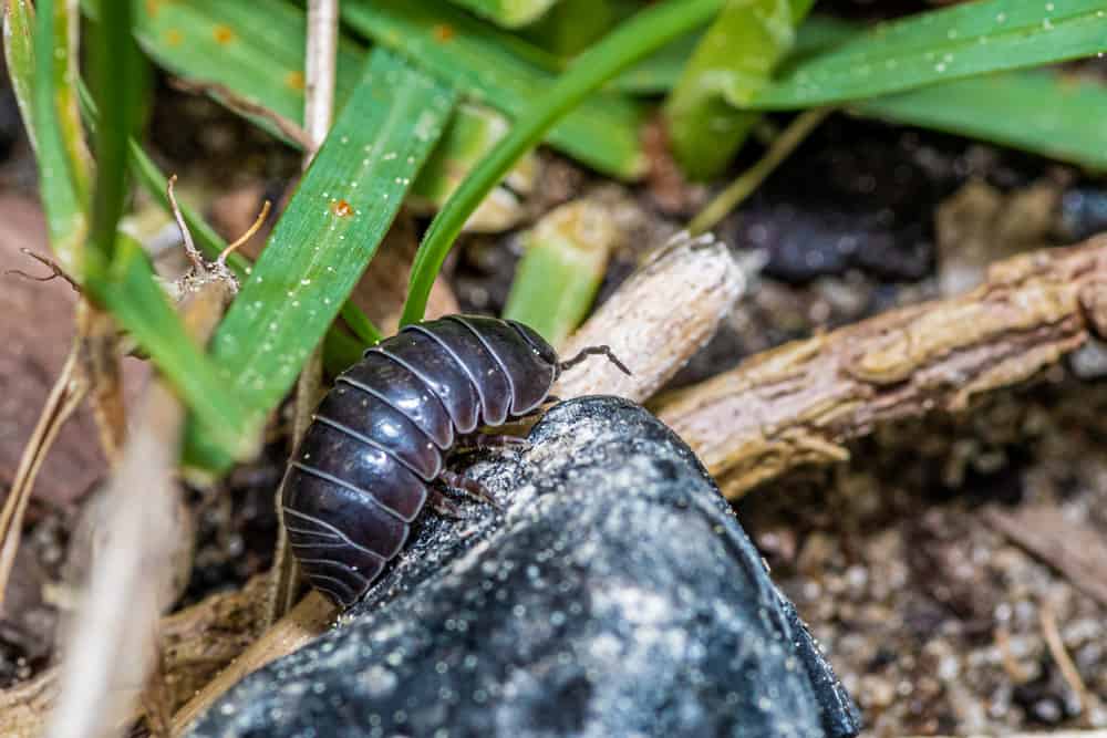 what do roly poly bug eat