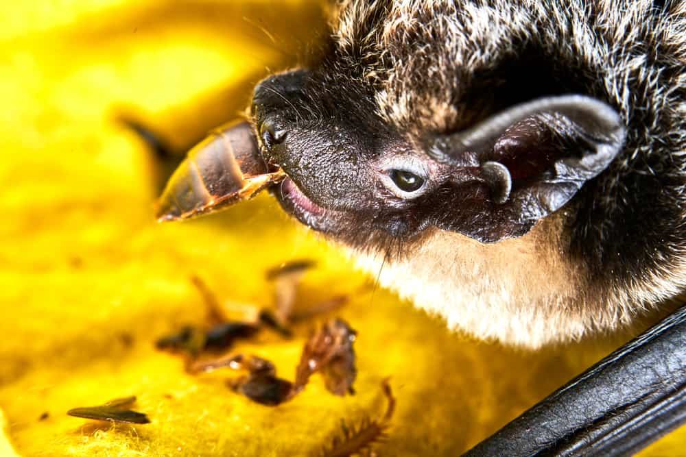 what does bats eat