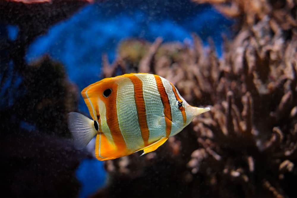 What do butterfly fish eat as a pet?