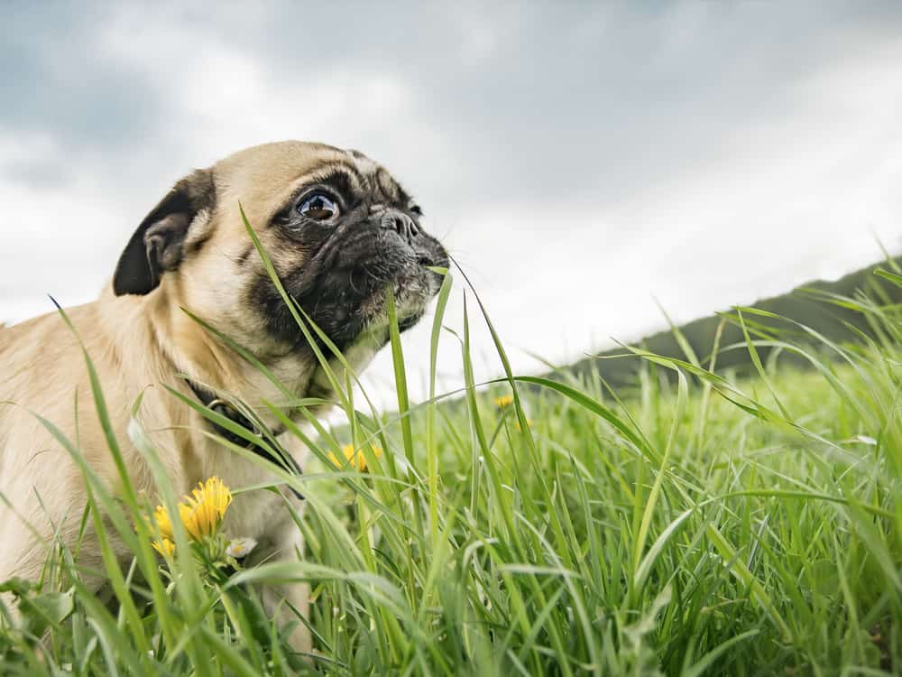 what does it mean when a dog eats grass