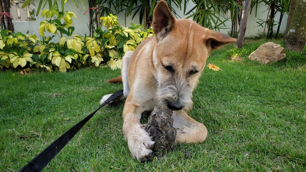 puppy eating dirt