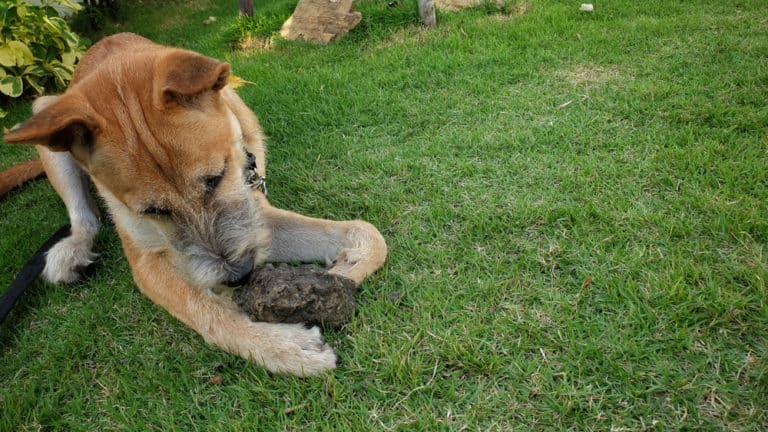 Beautiful view of Dog Eating Dirt After Vomiting